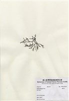 藏品(鐵釘菜)的圖片